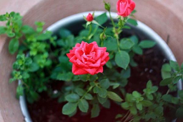 Cách trồng cây hoa hồng bằng cành