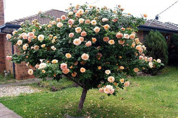 Cách trồng cây hoa hồng thân gỗ