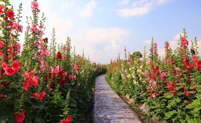 Cách trồng cây hoa mãn đình hồng