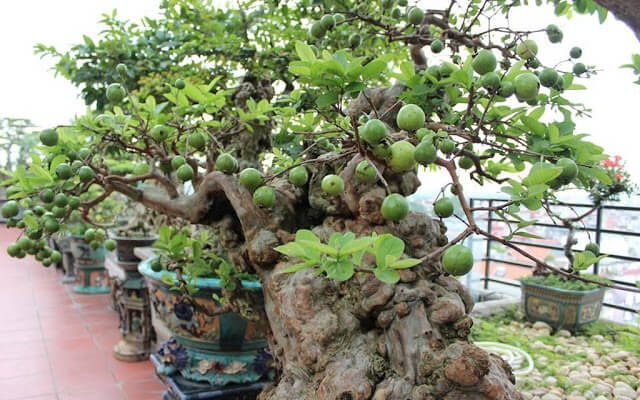 Cách trồng cây ổi bonsai