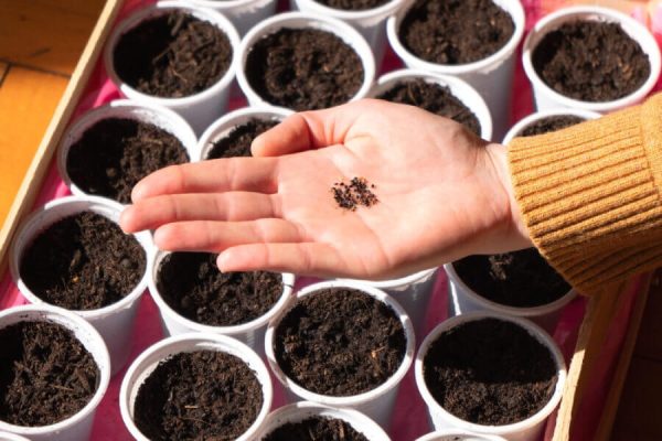 Cách trồng rau quế bằng hạt