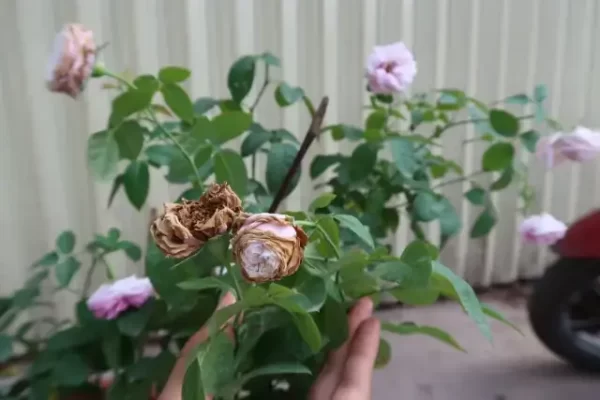 Cây hoa hồng mới trồng bị héo