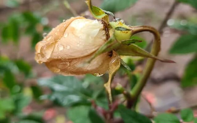 Cây hoa hồng mới trồng bị héo